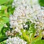 50+NEW JERSEY TEA Seed Organic American Native Shrub/Bush Shade Drought Tolerant