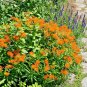 50+ORANGE BUTTERFLY WEED Seeds MILKWEED Monarch Butterflies Native Wildflower