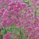 200+SWEET JOE PYE WEED Flower Seeds Vanilla Scented Native Wildflower Clumping