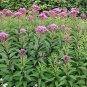 200+SWEET JOE PYE WEED Flower Seeds Vanilla Scented Native Wildflower Clumping