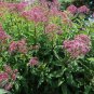 200+SWEET JOE PYE WEED Flower Seeds Vanilla Scented Native Wildflower Clumping