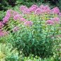 200+SWEET JOE PYE WEED Flower Seeds Vanilla Scented Native Wildflower Clumping