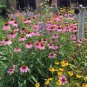2000+ALL PERENNIAL WILDFLOWER MIX 17 Different Flower Seeds Butterflies Garden