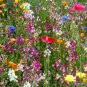 2000+ALL PERENNIAL WILDFLOWER MIX 17 Different Flower Seeds Butterflies Garden