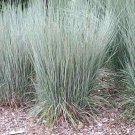 500+ LITTLE BLUESTEM Seeds American Native Prairie Grass Clumping Ornamental