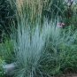 500+ LITTLE BLUESTEM Seeds American Native Prairie Grass Clumping Ornamental