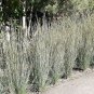 500+ LITTLE BLUESTEM Seeds American Native Prairie Grass Clumping Ornamental