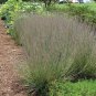 500+ LITTLE BLUESTEM Seeds American Native Prairie Grass Clumping Ornamental