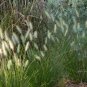 500+ LITTLE BLUESTEM Seeds American Native Prairie Grass Clumping Ornamental