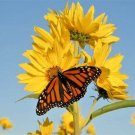 100+MAXIMILIAN (Prairie) SUNFLOWER Seeds American Native Wildflower PERENNIAL
