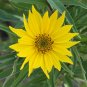 100+MAXIMILIAN (Prairie) SUNFLOWER Seeds American Native Wildflower PERENNIAL