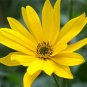 100+MAXIMILIAN (Prairie) SUNFLOWER Seeds American Native Wildflower PERENNIAL
