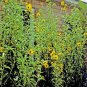 100+MAXIMILIAN (Prairie) SUNFLOWER Seeds American Native Wildflower PERENNIAL