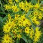100+MAXIMILIAN (Prairie) SUNFLOWER Seeds American Native Wildflower PERENNIAL