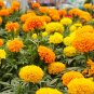 200+AFRICAN MARIGOLD Seeds Extra Tall Summer > Fall 3"Blooms Yellow Gold Orange