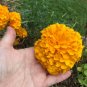 200+AFRICAN MARIGOLD Seeds Extra Tall Summer > Fall 3"Blooms Yellow Gold Orange