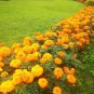 200+AFRICAN MARIGOLD Seeds Extra Tall Summer > Fall 3"Blooms Yellow Gold Orange