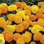 200+AFRICAN MARIGOLD Seeds Extra Tall Summer > Fall 3"Blooms Yellow Gold Orange