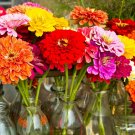 300+GIANT DAHLIA ZINNIA MIX Flower Seeds 10 COLORS Big 5" Blooms Summer to Fall