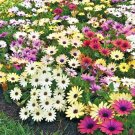 200+AFRICAN DAISY "Cineraria Mix" Flower Seeds Cape Marigold Drought Tolerant