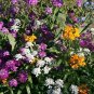 2000+PARTIAL SHADE WILDFLOWER MIX 18 Different Flower Seeds Butterfly Songbirds