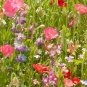 2000+PARTIAL SHADE WILDFLOWER MIX 18 Different Flower Seeds Butterfly Songbirds