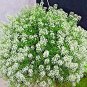 2000+TALL SWEET ALYSSUM Flower Seeds White Spring & Summer Groundcover/Container