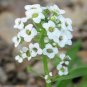2000+TALL SWEET ALYSSUM Flower Seeds White Spring & Summer Groundcover/Container