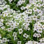 2000+TALL SWEET ALYSSUM Flower Seeds White Spring & Summer Groundcover/Container