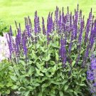 300+BLUE SAGE Seeds Native Wildflower Medicinal Cut/Dried Flowers Garden/Borders