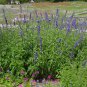 300+BLUE SAGE Seeds Native Wildflower Medicinal Cut/Dried Flowers Garden/Borders