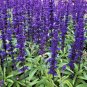 300+BLUE SAGE Seeds Native Wildflower Medicinal Cut/Dried Flowers Garden/Borders