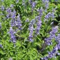300+BLUE SAGE Seeds Native Wildflower Medicinal Cut/Dried Flowers Garden/Borders