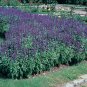 300+BLUE SAGE Seeds Native Wildflower Medicinal Cut/Dried Flowers Garden/Borders