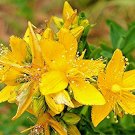 1001+GREAT St.JOHNS WORT Seeds American Native Wildflower Garden/Patio Container
