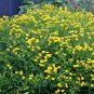 1001+GREAT St.JOHNS WORT Seeds American Native Wildflower Garden/Patio Container