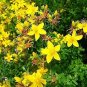 1001+GREAT St.JOHNS WORT Seeds American Native Wildflower Garden/Patio Container