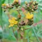 1001+GREAT St.JOHNS WORT Seeds American Native Wildflower Garden/Patio Container