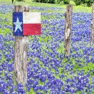 125+TEXAS BLUEBONNET LUPINE Flower Seeds Native Wildflower Blooms Spring/Summer