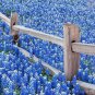 125+TEXAS BLUEBONNET LUPINE Flower Seeds Native Wildflower Blooms Spring/Summer