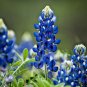 125+TEXAS BLUEBONNET LUPINE Flower Seeds Native Wildflower Blooms Spring/Summer