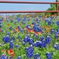 125+TEXAS BLUEBONNET LUPINE Flower Seeds Native Wildflower Blooms Spring/Summer
