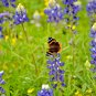 125+TEXAS BLUEBONNET LUPINE Flower Seeds Native Wildflower Blooms Spring/Summer