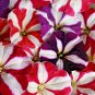 201+PETUNIA STAR MIX Flower Seeds Hanging Baskets Beds Window Boxes Containers