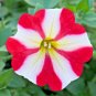 201+PETUNIA STAR MIX Flower Seeds Hanging Baskets Beds Window Boxes Containers