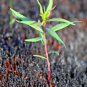 301+FIREWEED Seeds ROSEBAY WILLOW HERB YANAGIRAN Native Medicinal Wildflower