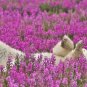 301+FIREWEED Seeds ROSEBAY WILLOW HERB YANAGIRAN Native Medicinal Wildflower
