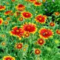 200+BLANKET FLOWER Seeds American Native Wildflower Perennial Butterflies Garden