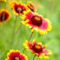 200+BLANKET FLOWER Seeds American Native Wildflower Perennial Butterflies Garden