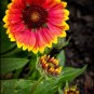 200+BLANKET FLOWER Seeds American Native Wildflower Perennial Butterflies Garden